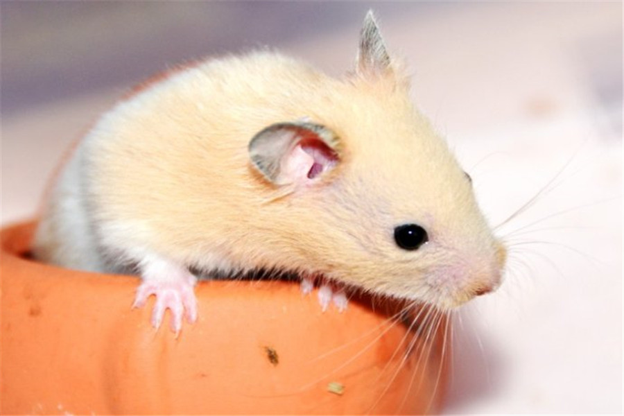 金丝熊养不胖怎么办,金丝熊如何才能养不死