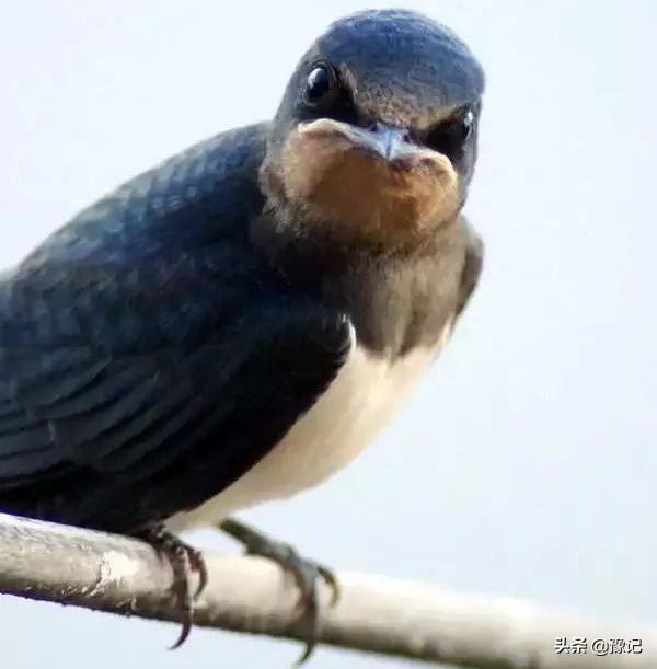 知否知否,那些鸟类的语言竟能预知福祸?