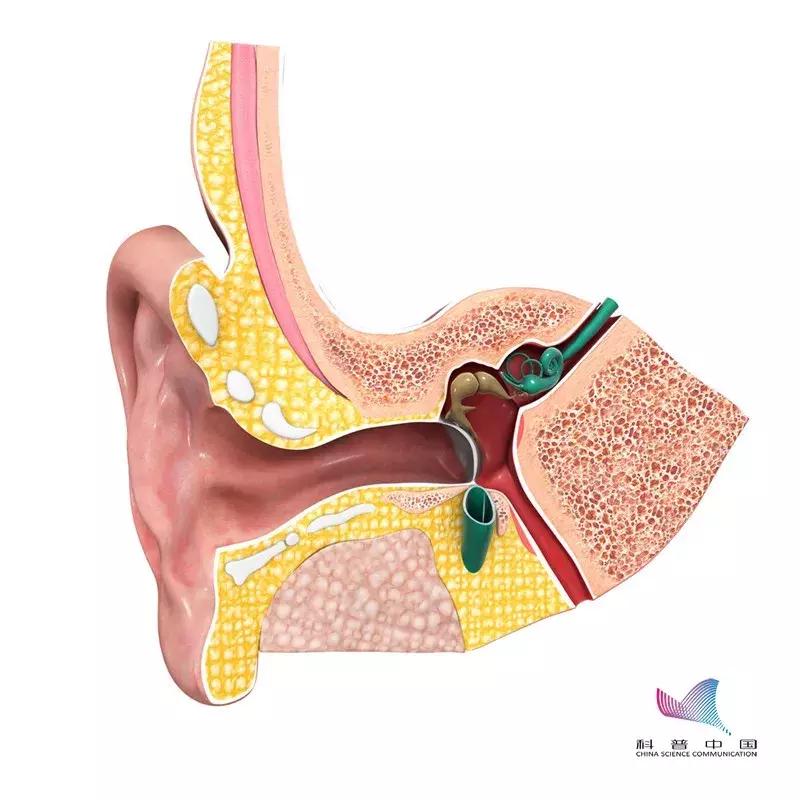 耳朵怎么掏呀,掏耳朵的正常掏法
