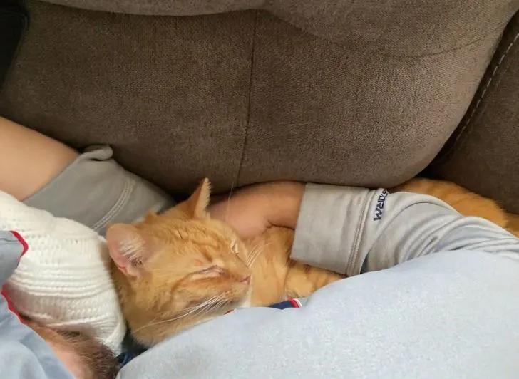 氛围感治愈温柔猫咪图片2张,带有人物与猫咪的温馨治愈图