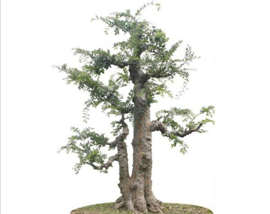 普通榆树怎么修剪成盆景,榆树盆景怎么做一个简单的造型