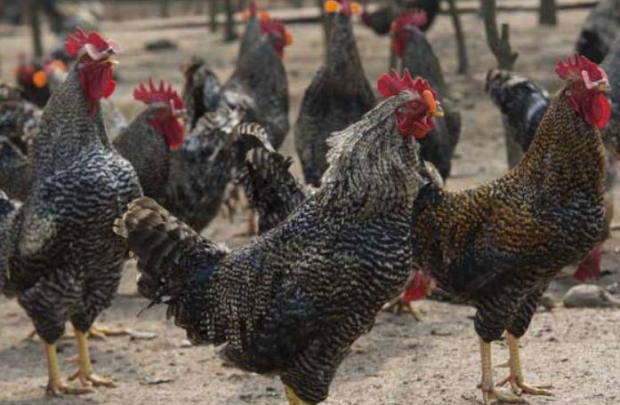 芦花鸡的最好养殖方法,芦花鸡的饲养价值高吗