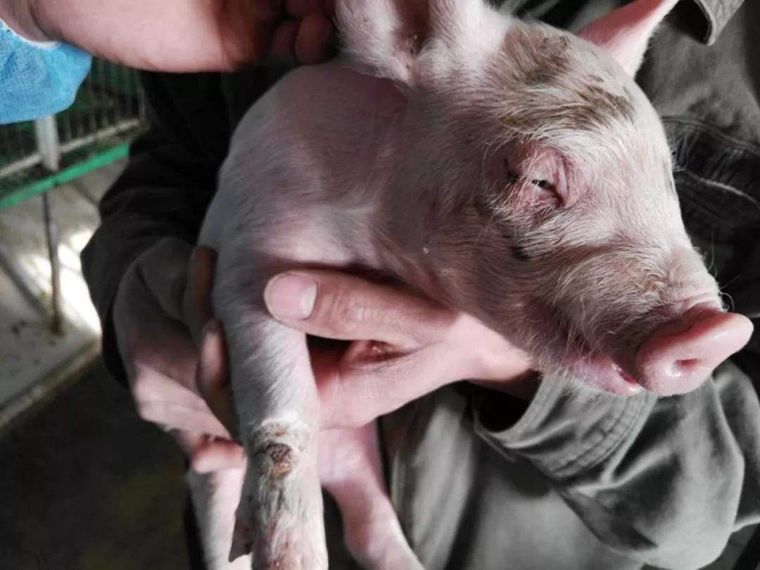 葡萄球菌猪,猪葡萄球菌性皮肤病怎么处理