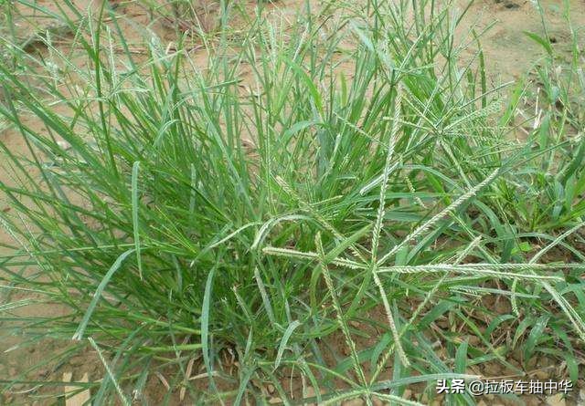 抗性杂草~牛筋草(附防除办法)