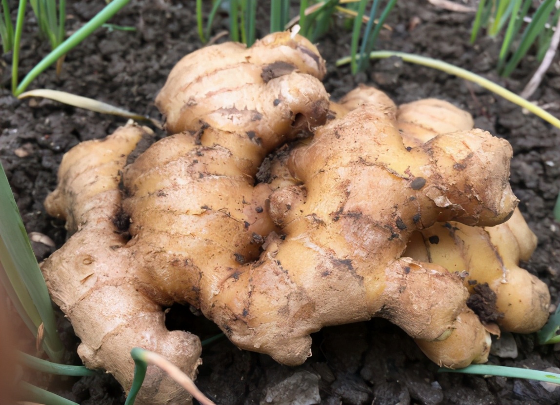 立春种生姜,冬天刚出芽的生姜怎样养护