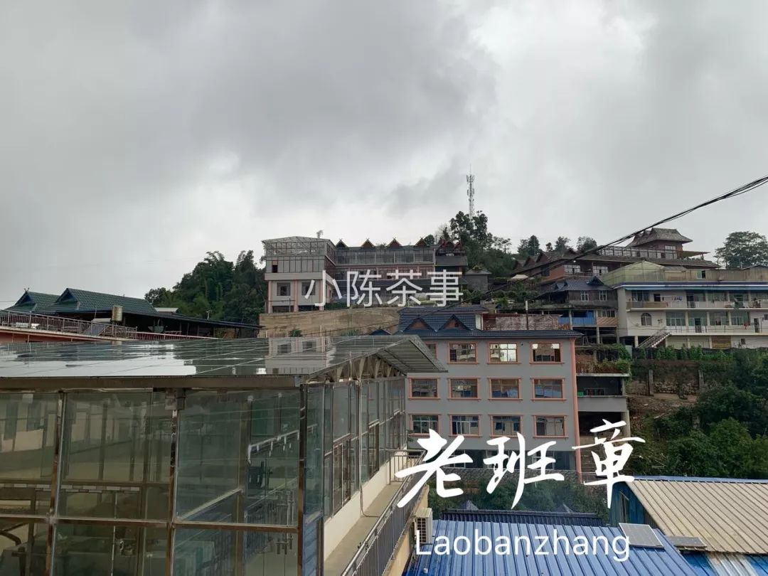 普洱茶古树茶小众山头,普洱茶古树茶与台地茶的区别在哪