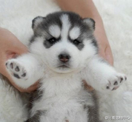 最容易被认错的狗狗品种,五种容易叛变的狗狗