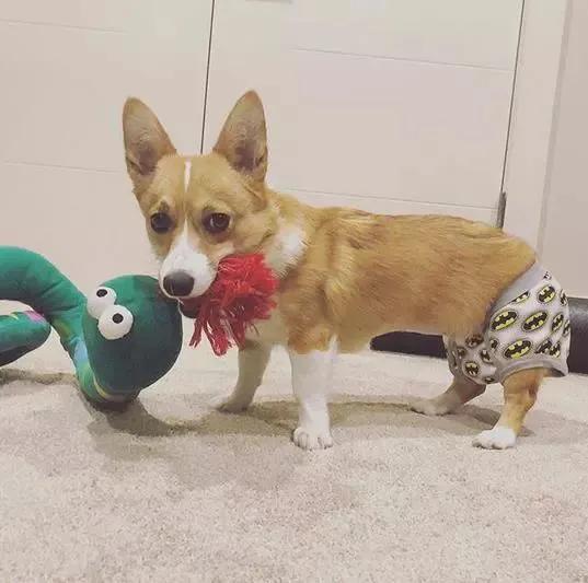 你知道狗狗有什么特征吗,怎么知道狗狗是否怀孕