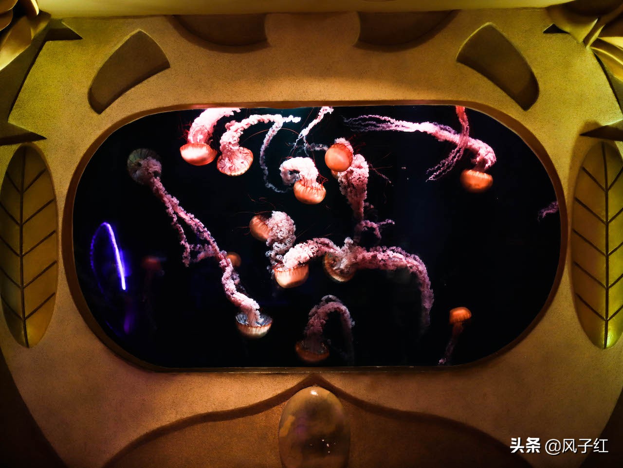 中国亚特兰蒂斯水族,海洋生物亚特兰蒂斯