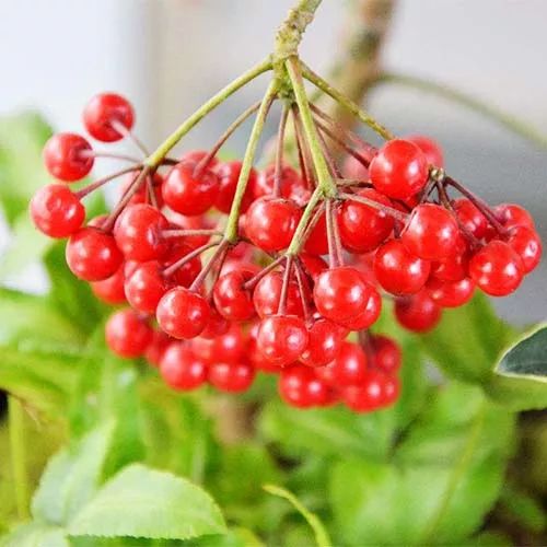 全部金木水火土五行五系植物介绍,五种植物代表五行