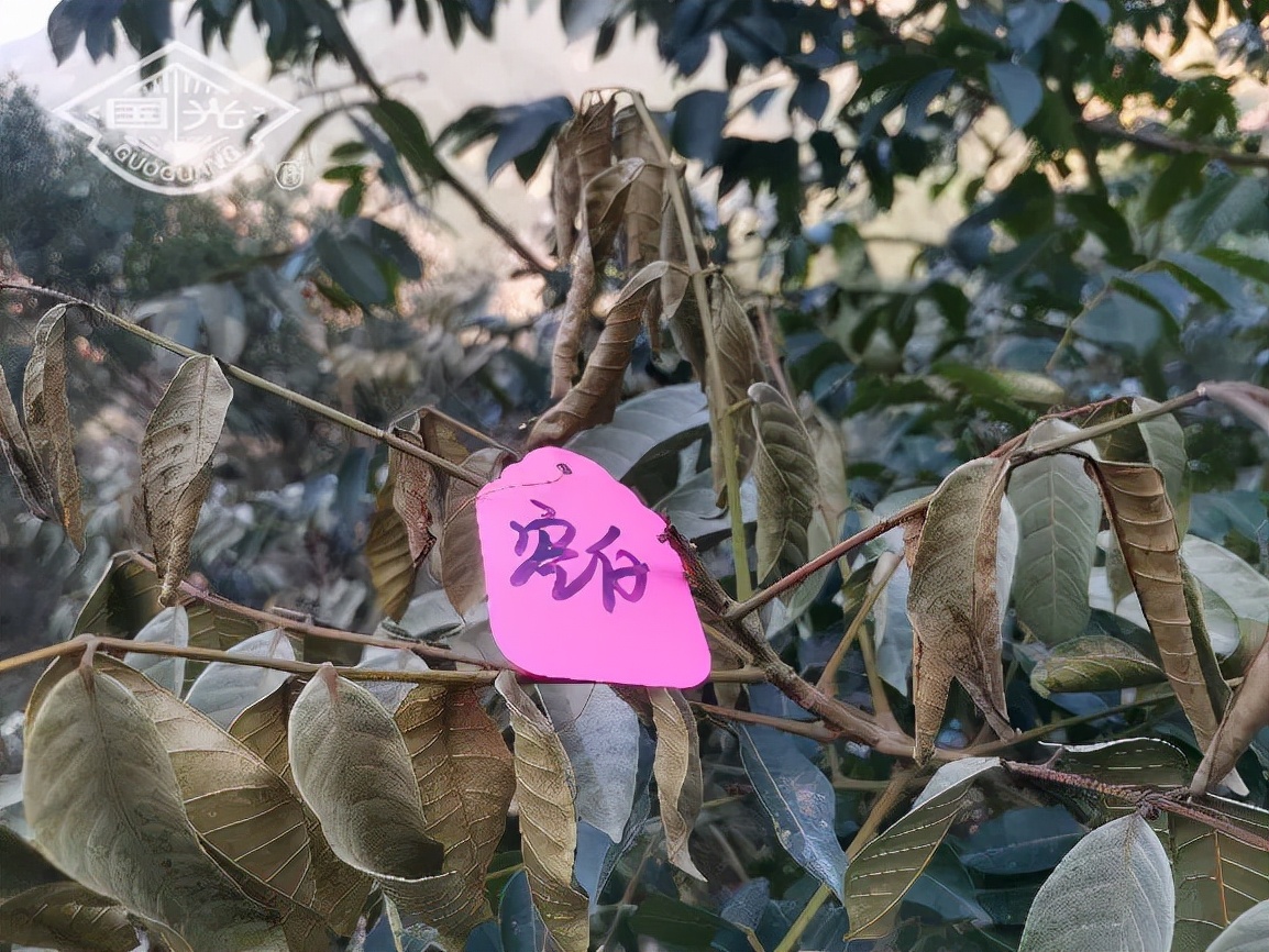 冬天橄榄树怎么防冻,橄榄苗怎样防霜冻