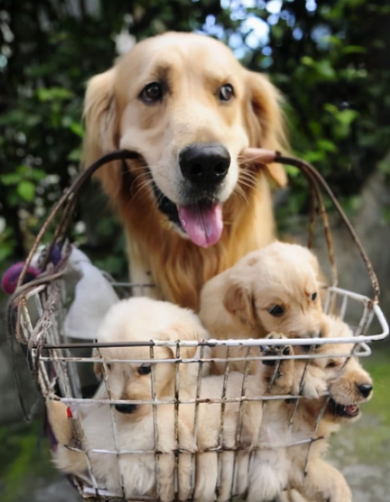 金毛的优缺点是什么,金毛的优点缺点有哪些