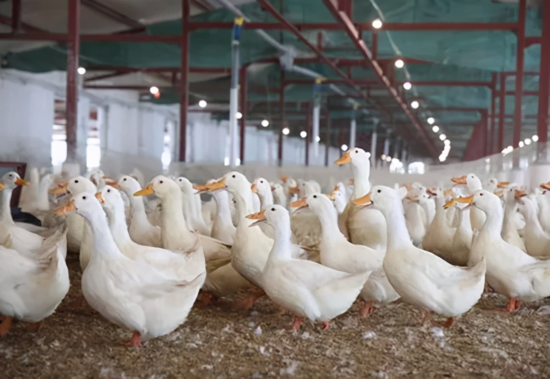 肉鸭拉稀绿色粪便是怎么了,肉鸭刚开始扎堆怎么解决