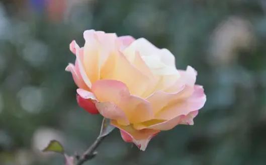 如果有一天男人开始嫌弃你,如果有一天有人冷落了你说明什么