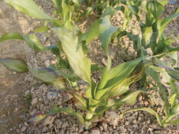 玉米缺磷影响,玉米缺磷的主要症状及原因