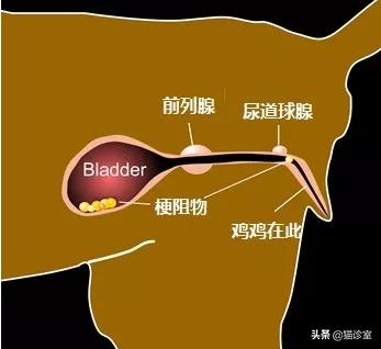 猫自发性膀胱炎症状,公猫尿闭膀胱肿大很硬怎么排尿