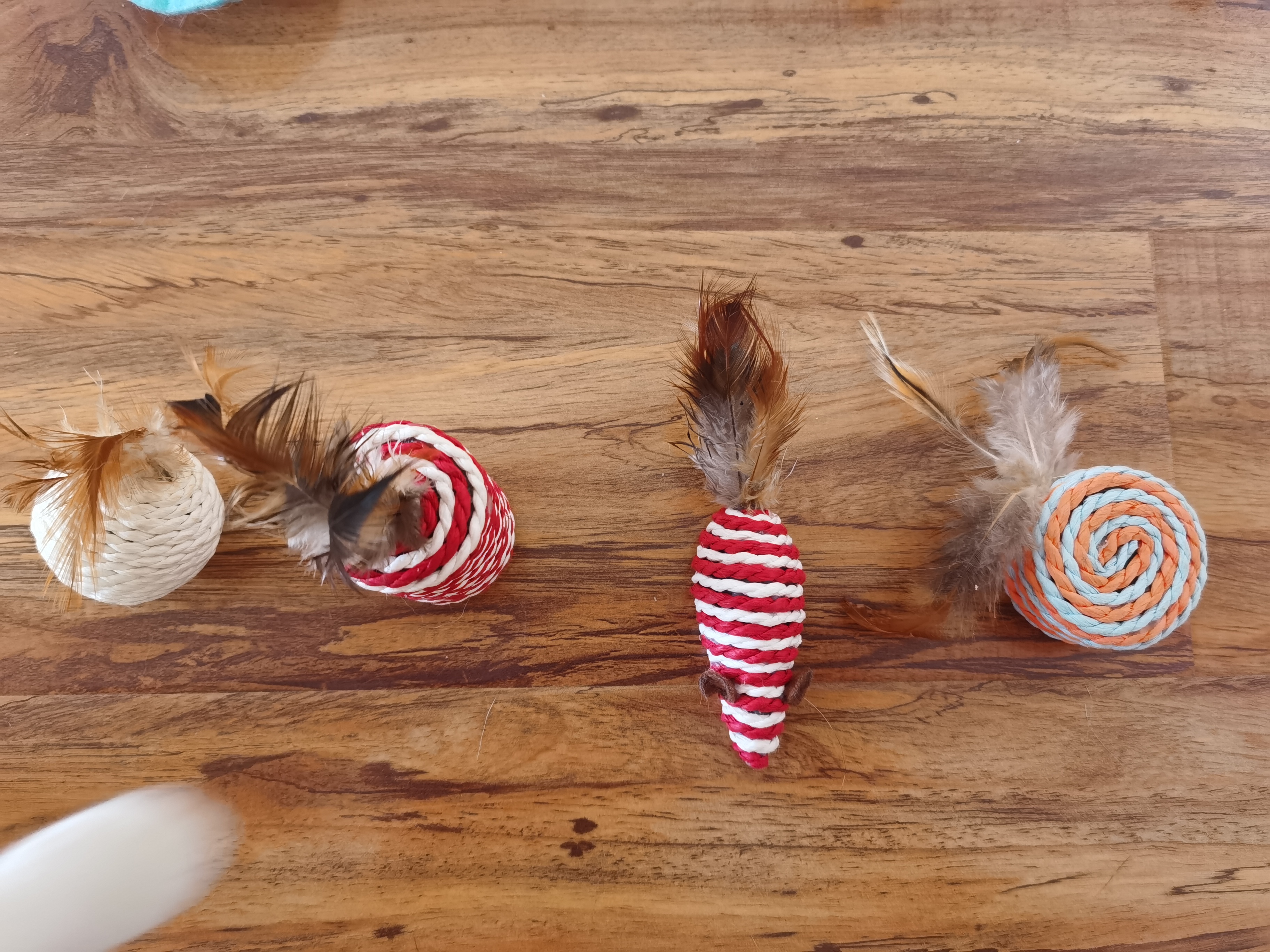 养猫必买物品 (养猫用品清单推荐)