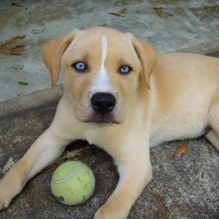 鐩樼偣鍚勪釜鐗瑰埆鐨勬潅浜や覆涓茬嫍,鍝簺瀹犵墿鐘覆涓茶捣鏉ユ洿濂界湅