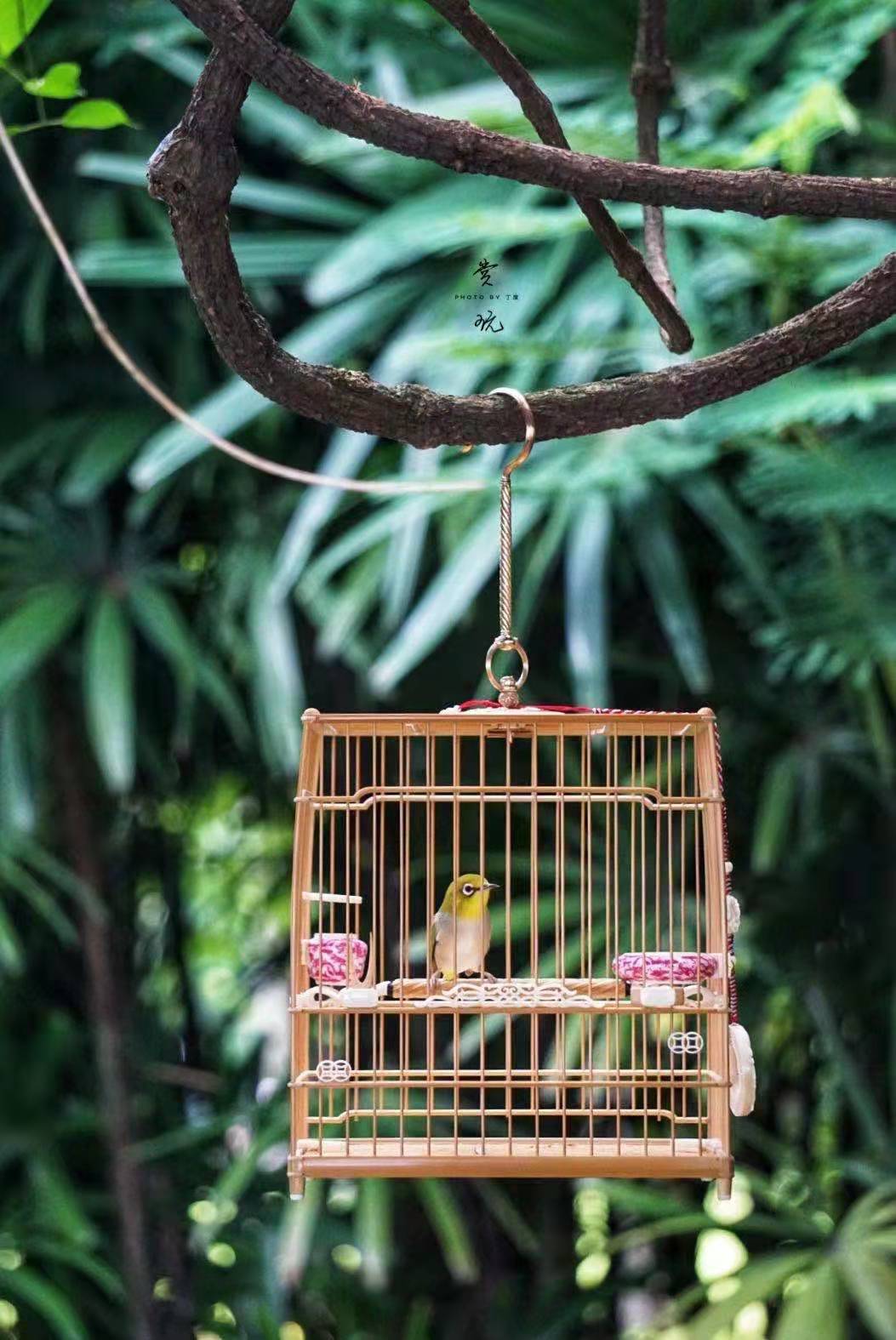 绣眼鸟为什么都水便,绣眼鸟应激会水便吗