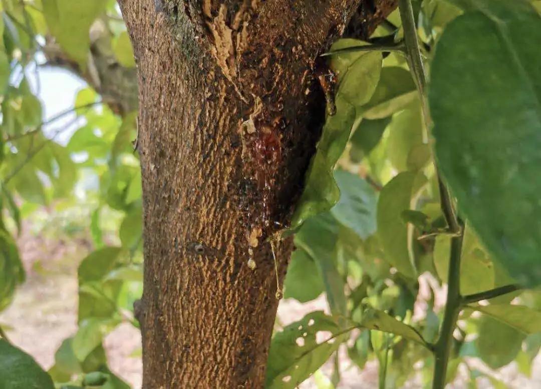 果树有流胶病怎么办,果树为什么要流树胶