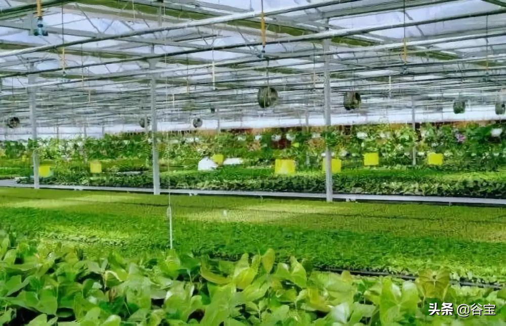 化肥为什么被称为“土地*片鸦**”?农民都好好看看吧