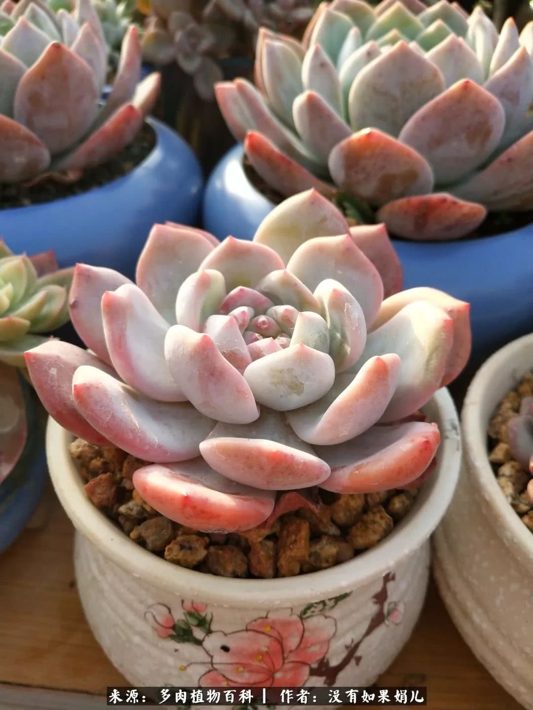 明人不说暗话，我为多肉而来！