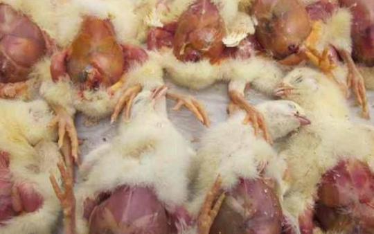 鸡腹水是什么原因,鸡腹水肝大