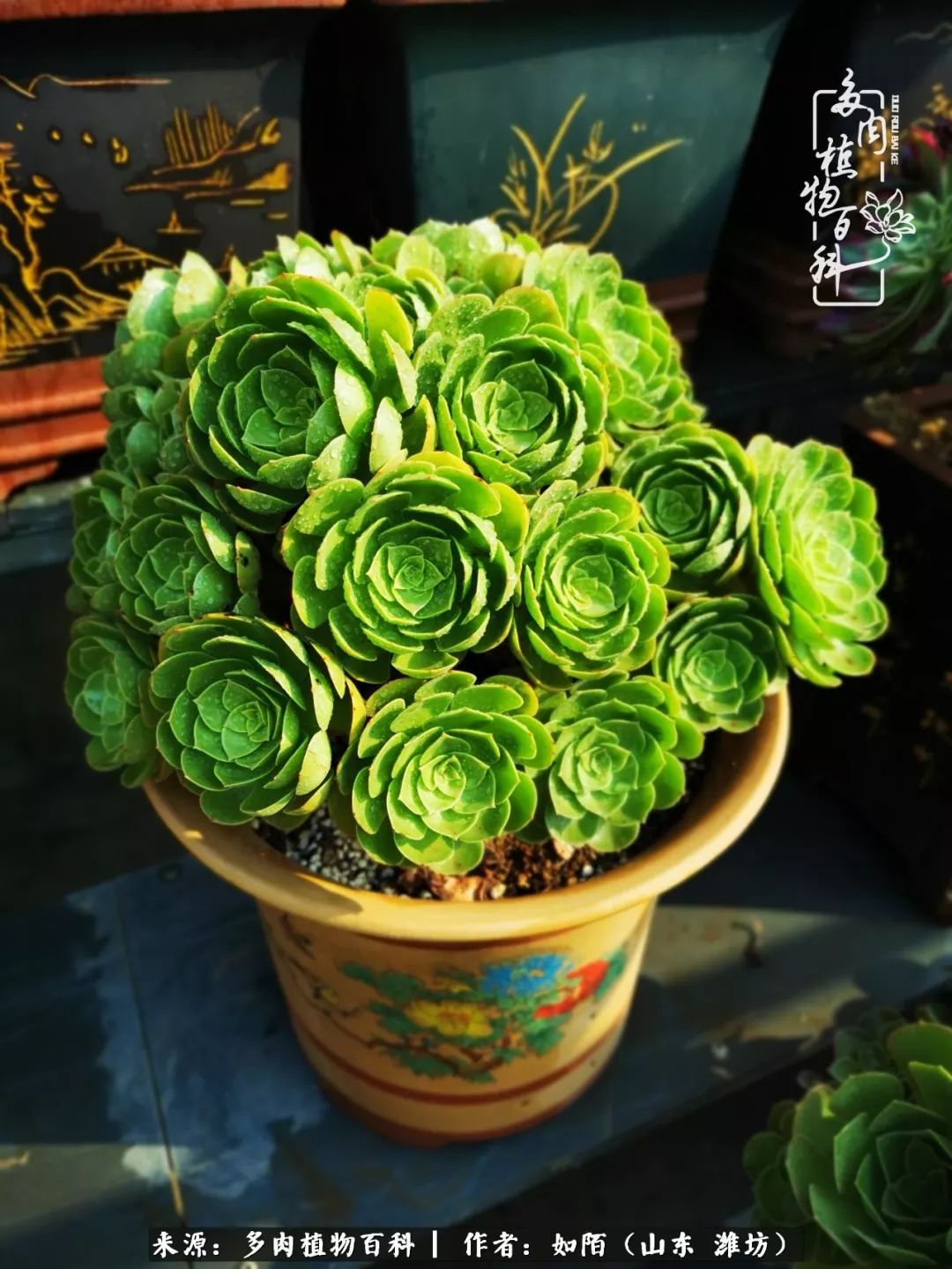 凤凰涅槃,浴火重生!多肉法师圣斗士们的秋天!(附养护经验)