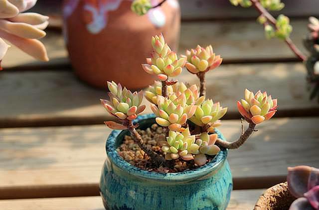 网购的多肉用什么土上盆,网购多肉栽种后多久施肥