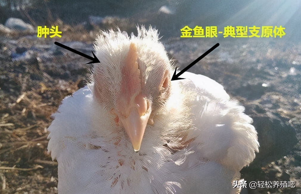 鸡流鼻涕脸肿怎么治疗,鸡得了鼻炎脸肿怎么办