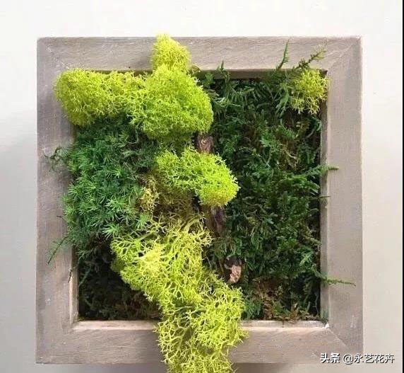 永生苔藓墙多少钱一平方,永生苔藓仿真植物墙