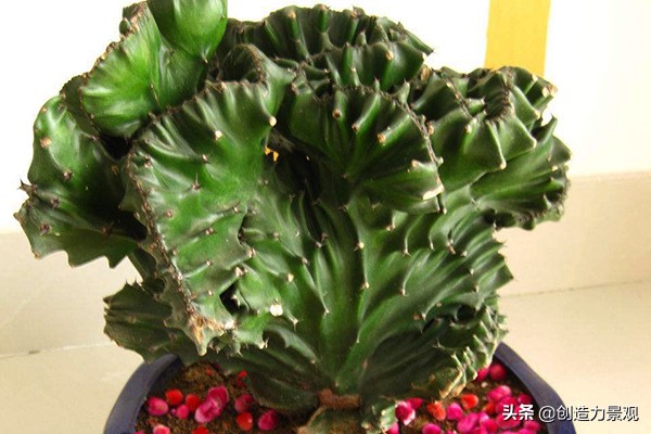 麒麟掌风水最佳位置,麒麟掌的风水作用