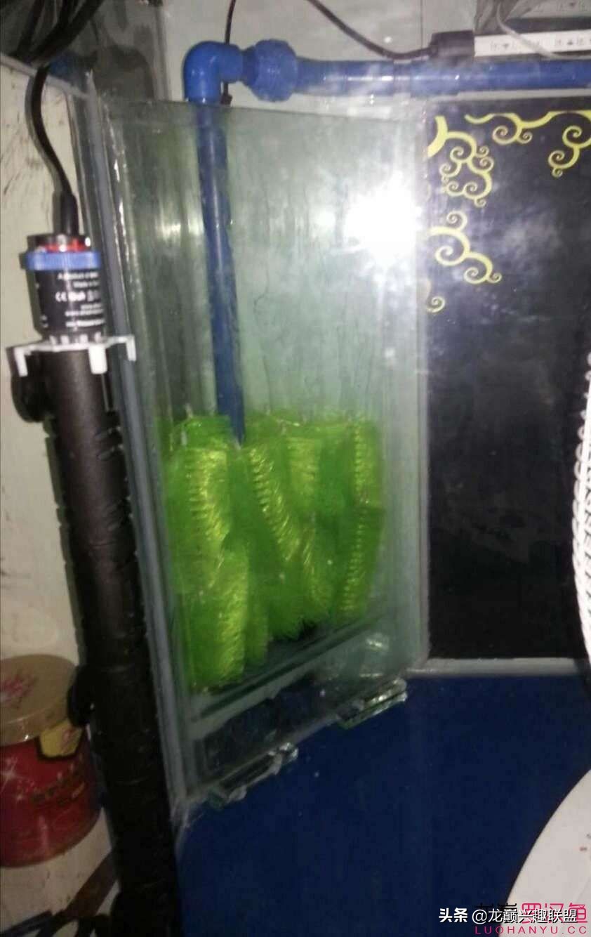 鱼缸噪音太吵怎么解决,鱼缸过滤器为什么噪音越来越大声