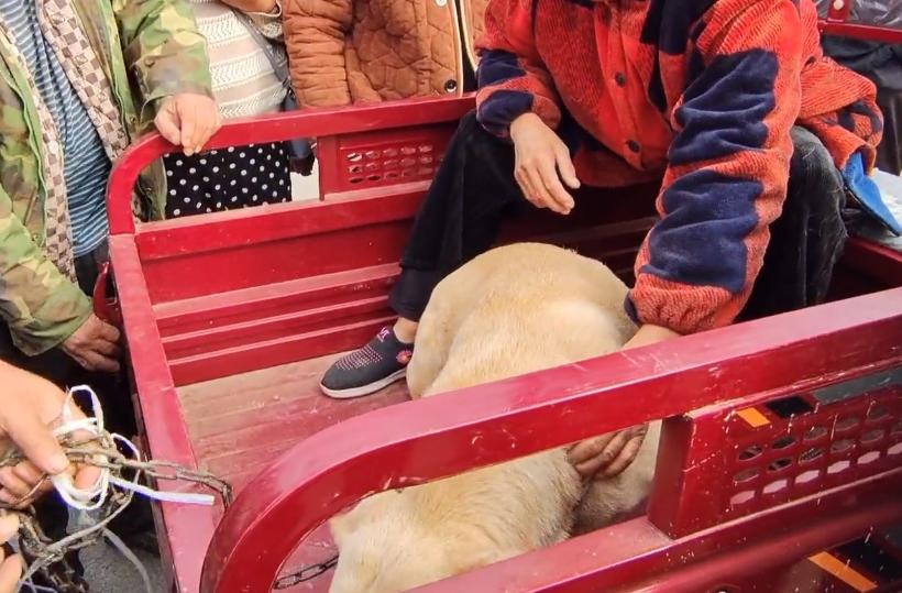 河南：620！百般不舍的拉布拉多易主，大妈泪别：这狗是感情动物