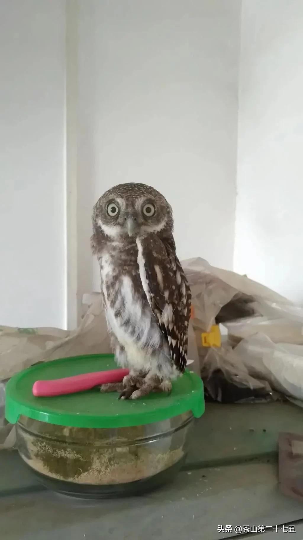 猫头鹰携家带口来“作客”，福绵这个医生好有爱，“好肉”招待