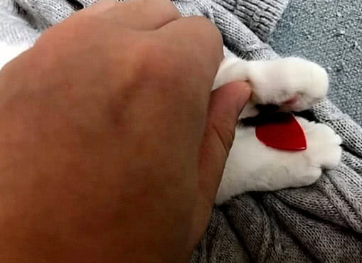 猫咪动作非常缓慢,猫咪动作异常