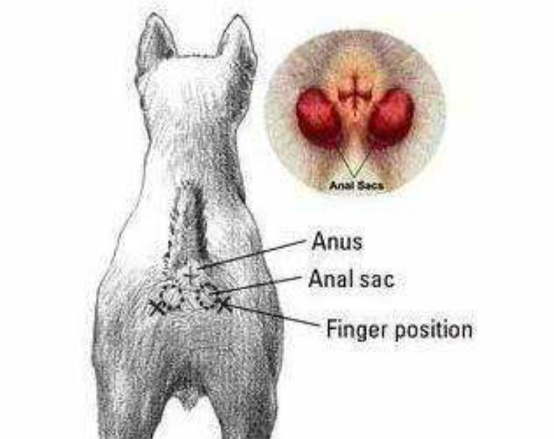 主人治疗狗狗,宠物狗肛门腺怎么治疗