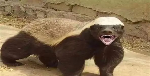 吃毒蛇就像辣条的平头哥,平头哥捕捉毒蛇就像吃辣条