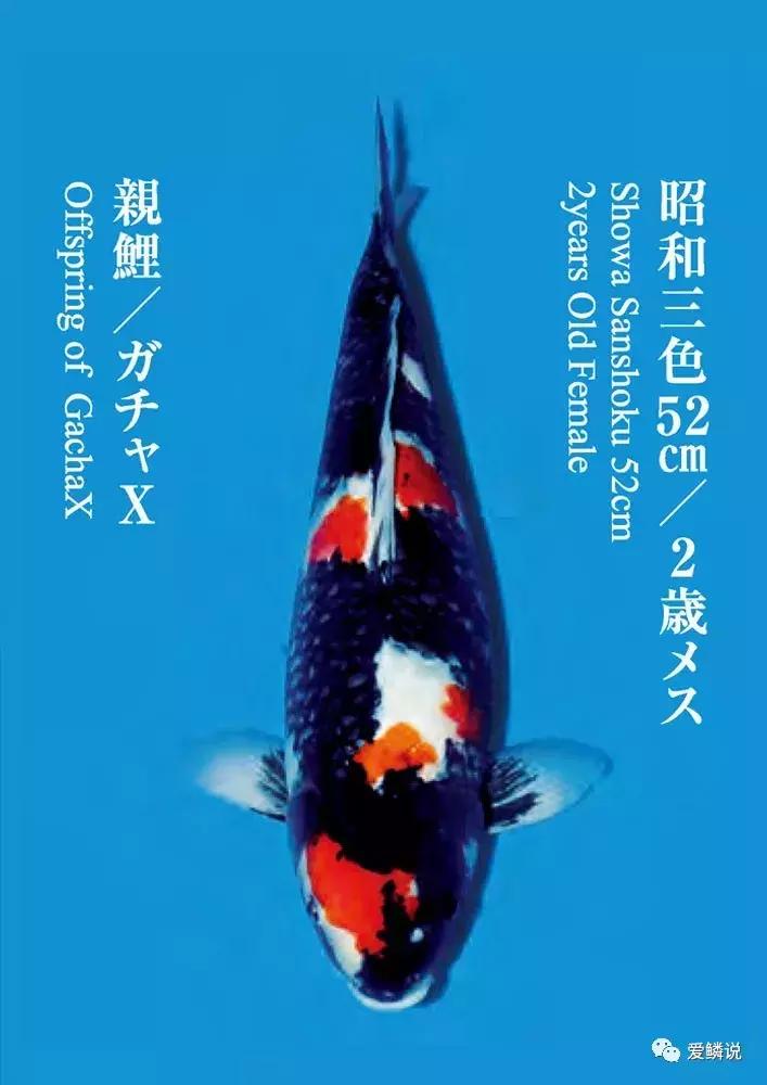 鲤界“老司机”的干货分享，少走弯路