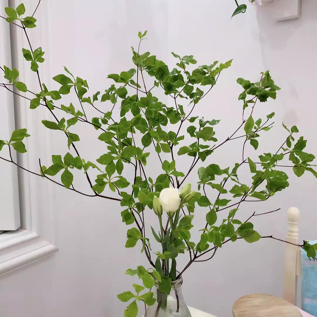 日本吊钟花:植物界的爱马仕