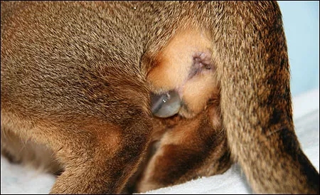 记录猫咪生产全过程,猫咪生产时的全过程