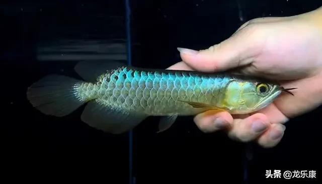 龙鱼基本知识,金龙鱼怎么分高背和过背