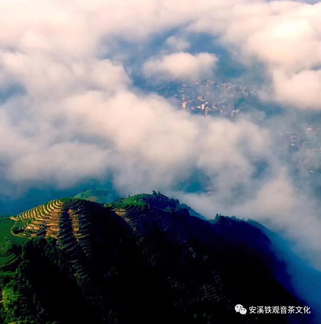 安溪铁观音在哪里,碧恒春安溪铁观音