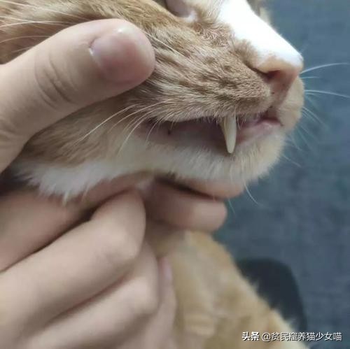 猫咪鼻子上的黑点怎么去掉,猫咪鼻子上有黑痣怎么去掉