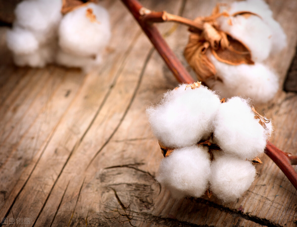 英国是如何利用棉花称霸世界 (棉花在西方发展史)