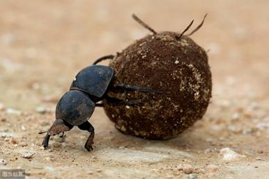 爆笑虫子屎壳郎原来这么厉害,爆笑虫子屎壳郎回忆踩叉子后续