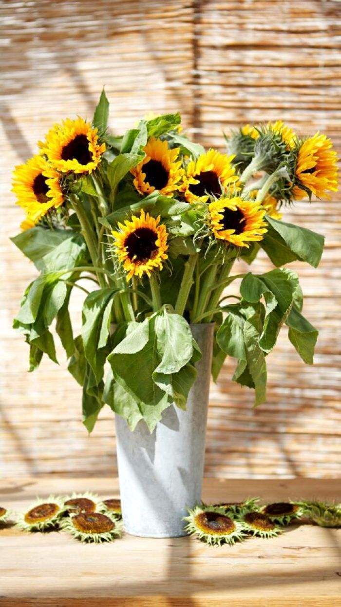 向日葵多头开花是什么原因,向日葵开花的表现