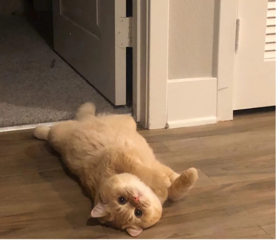 猫咪流产怎么办？这些方法一定要学会