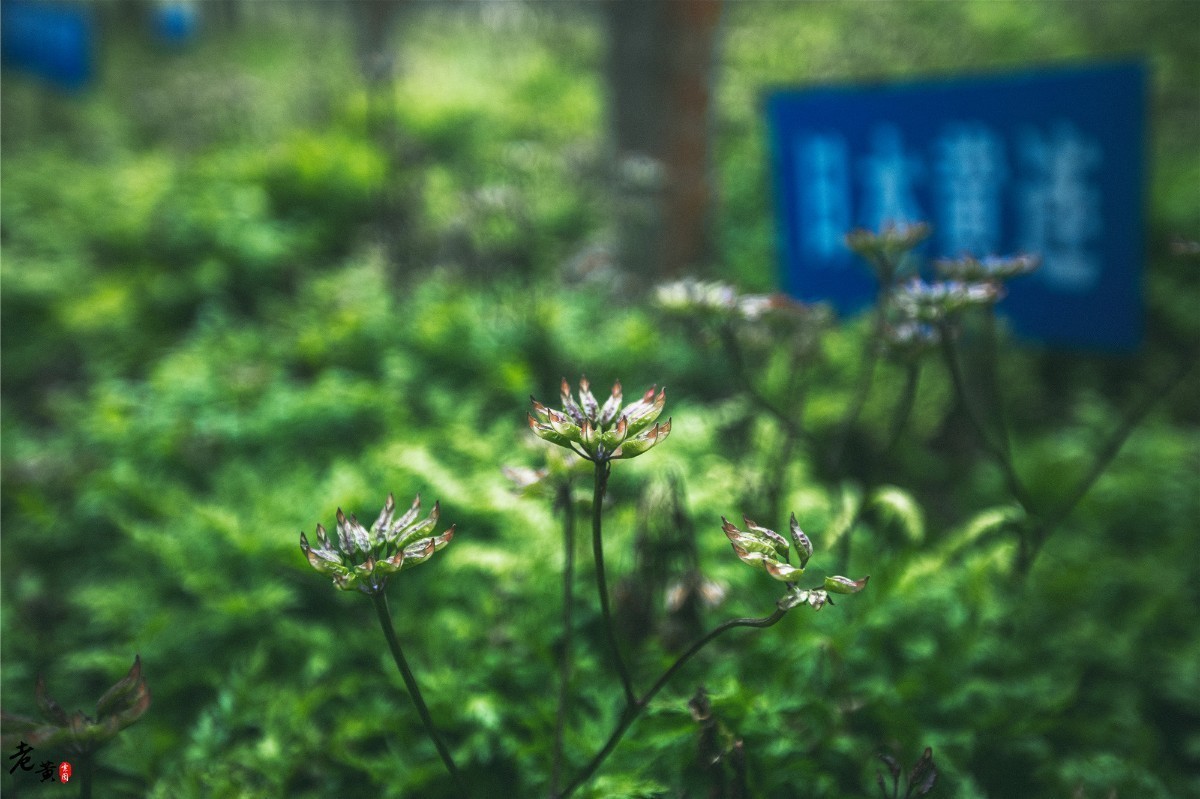 石柱黄连与川黄连,石柱黄连和雅安黄连