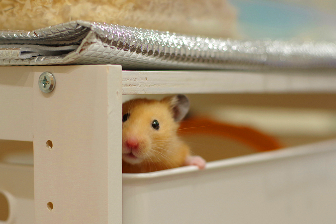 小仓鼠被抓在笼子里啦,仓鼠走迷宫爬墙被抓回去